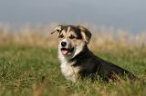 CORGI PEMBROKE 1125